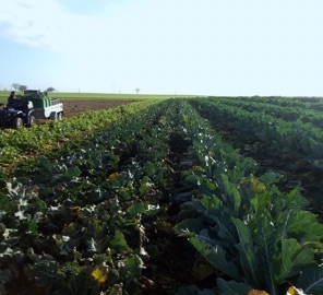 Vente directe producteur Vienne (86), maraîchage